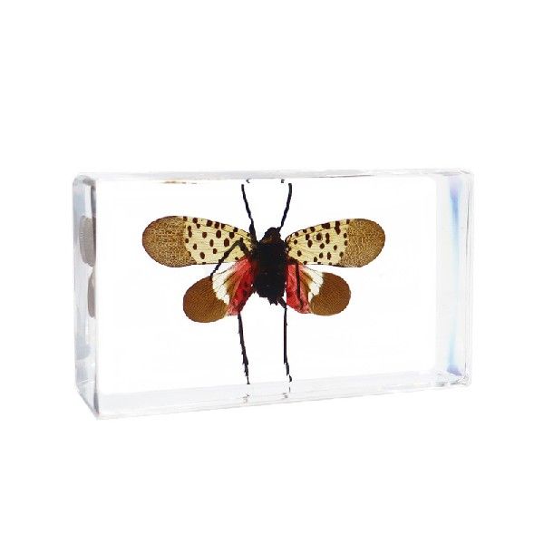 亚克力真实树脂标本琥珀天然集市动物新奇滴胶学生亚创意酒柜教学 - 图1