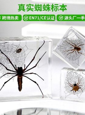 文创蝴蝶装饰透明亚克力树脂标本