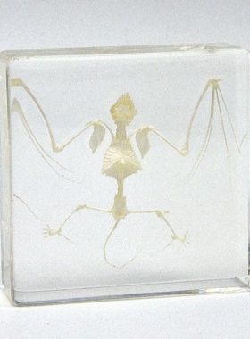 蝙蝠标本摆件自然新奇礼品酒柜