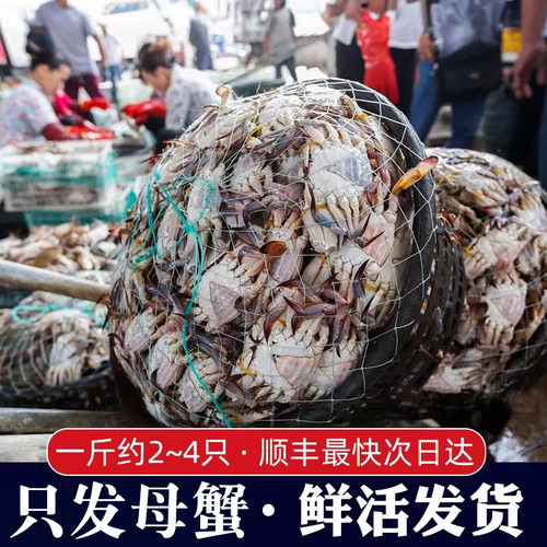 【保鲜不保活】活发青岛梭子蟹母蟹特大新鲜野生飞蟹海蟹螃蟹顺丰 - 图1
