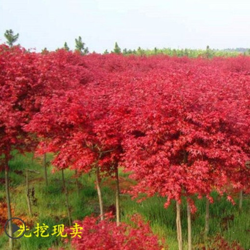 日本红枫树苗红舞姬三季红盆栽盆景庭院别墅道路绿化植物耐寒室外 - 图3