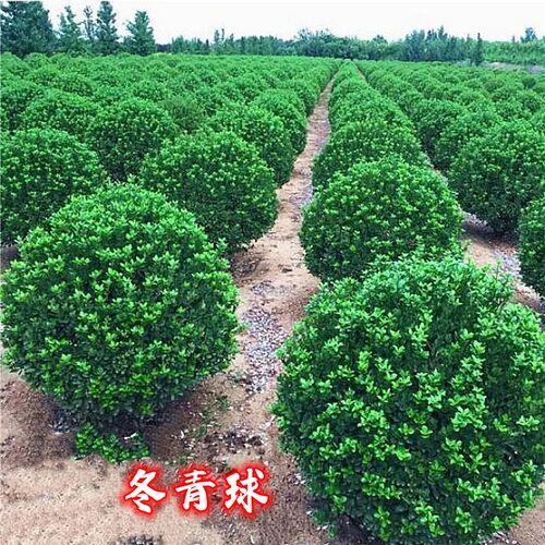 红叶石楠大小叶黄杨冬青花继木金叶森女贞球绿化工程别墅庭院绿篱 - 图0