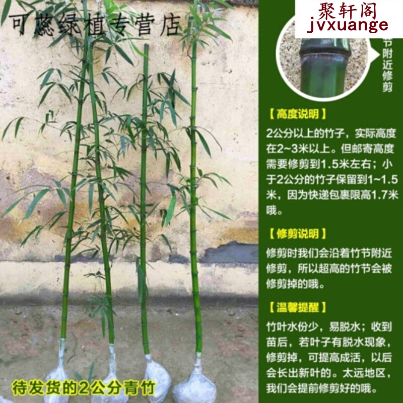 竹子苗盆栽庭院耐寒植物四季常青观赏矮化青竹树苗紫竹金镶玉竹苗 - 图2