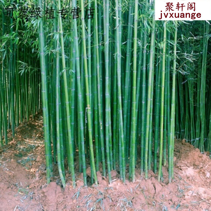 竹子苗盆栽庭院耐寒植物四季常青观赏矮化青竹树苗紫竹金镶玉竹苗,淘宝优惠券,粉丝福利购,淘宝优惠卷