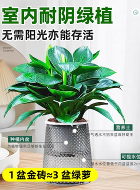 金钻绿公主盆栽绿萝箩水培植物