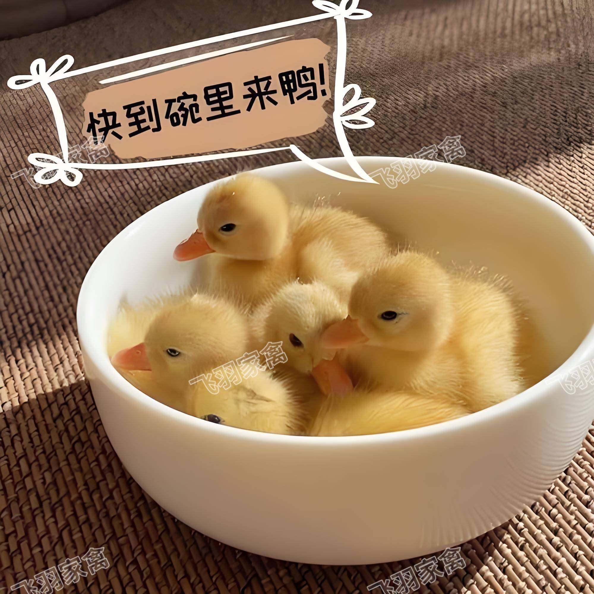 柯达家养宠物小鸭子活体网红家养宠物活的小鸭子可爱迷你小鸭观赏,淘宝优惠券,粉丝福利购,淘宝优惠卷