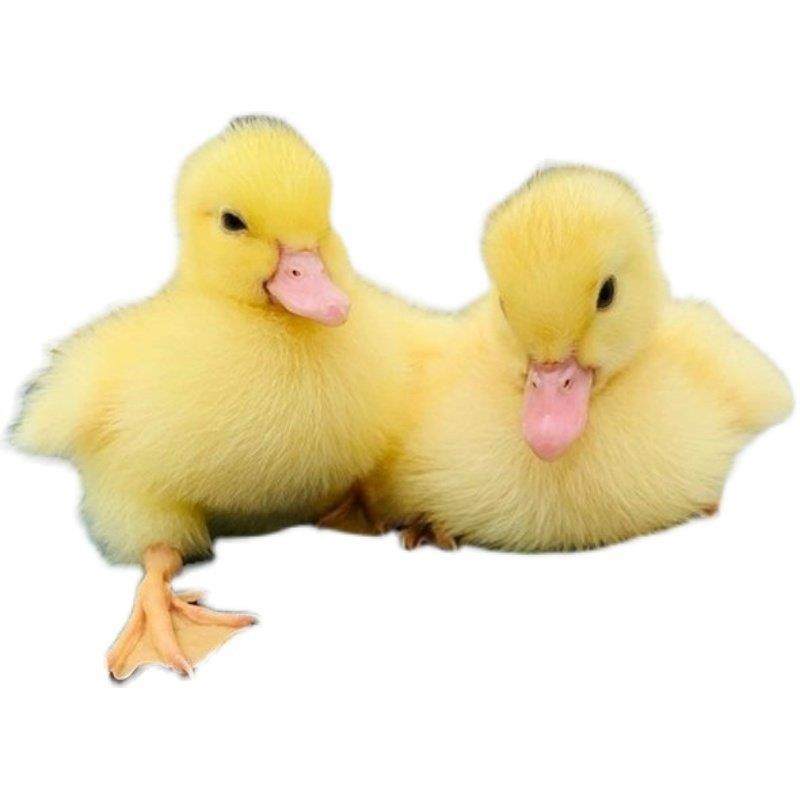 柯尔鸭活宠物网红柯尔鸭活物宠物观赏鸭纯种科尔可达小黄鸭子活体,淘宝优惠券,粉丝福利购,淘宝优惠卷