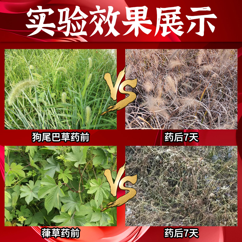 草甘膦铵盐磷除草烂根剂荒地果园专用正品杀草灭草农药杂草一扫光