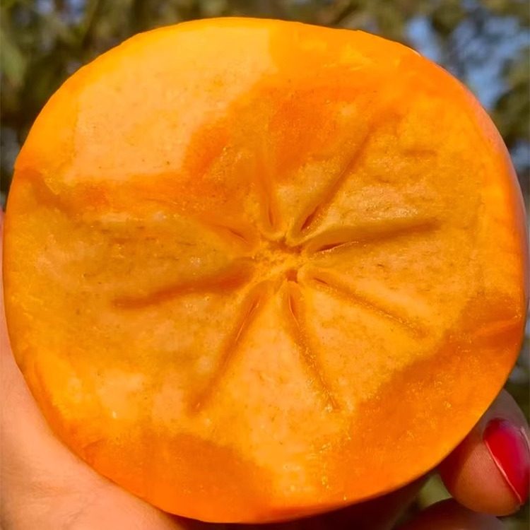 巧克力脆柿子9斤装新鲜水果当季黄甜硬柿子火晶特产整箱牛心柿子,淘宝优惠券,粉丝福利购,淘宝优惠卷