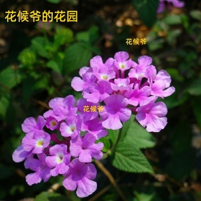 蔓马樱丹花苗紫花五色梅庭院阳台四季垂吊花卉耐热花期长2盆 一家用心的杂货铺 淘优券