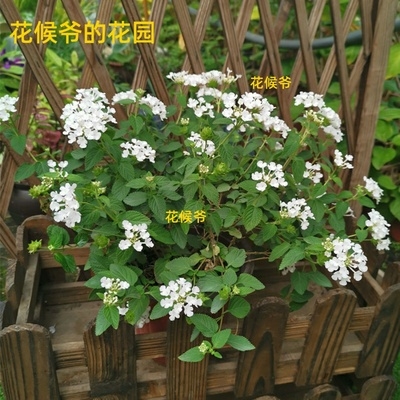 蔓马樱丹花苗紫花五色梅庭院阳台四季垂吊花卉耐热花期长2盆 一家用心的杂货铺 淘优券