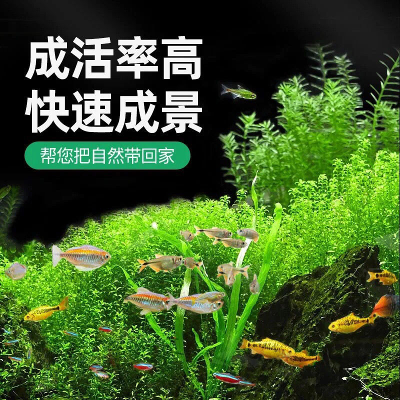 鱼缸水草种子牛毛草活体水族箱植物造景装饰懒人净化水质的种籽泥 - 图2