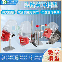 Dental Oral simulation Exercise head molds teeth model teeth detachable teaching material instruments practice molds