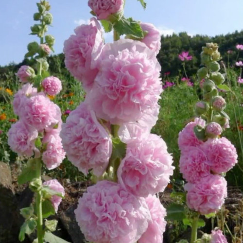 重瓣蜀葵花种子盆栽花苗一丈红易活易种室外阳台春天播种的花种子 - 图1