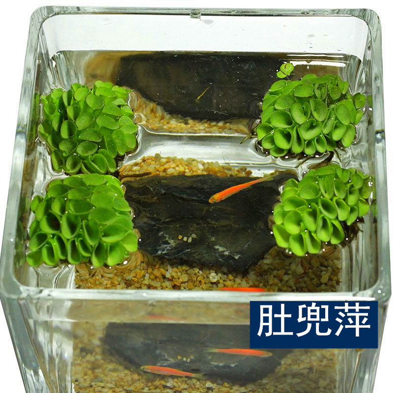 鱼缸造景净化水质肚兜萍金钱兜浮萍水浮莲水草生植物池塘鱼缸造景 - 图1