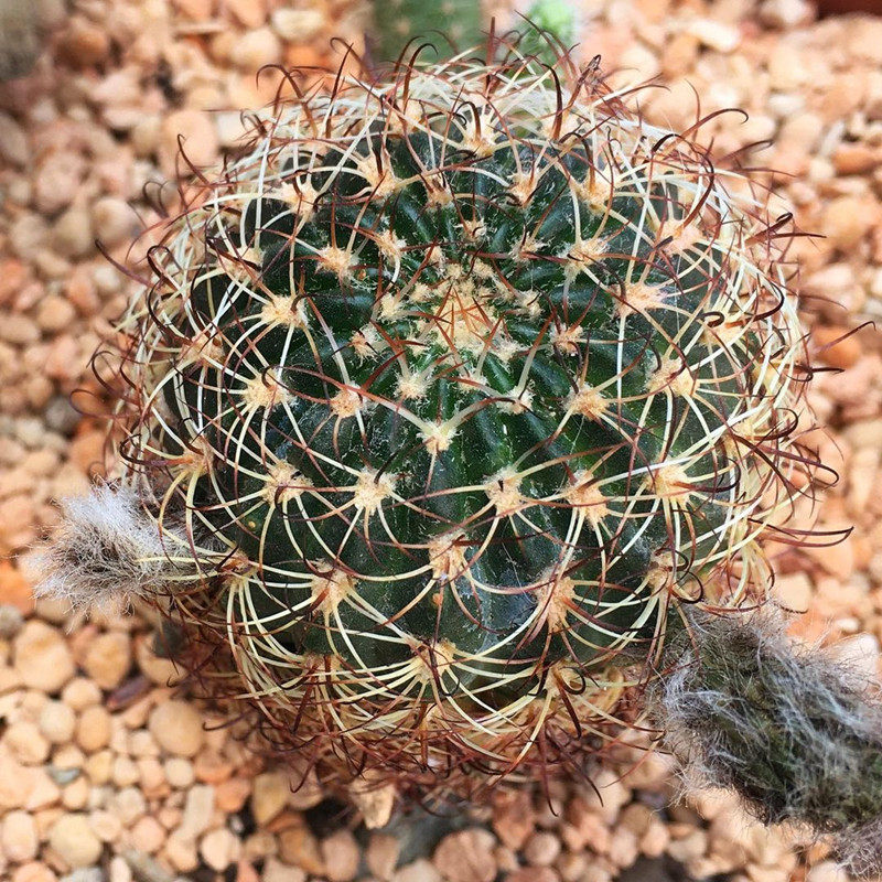 阳春丸仙人球趴刺不扎手开花红花仙人掌多肉植物办公室桌面防辐射