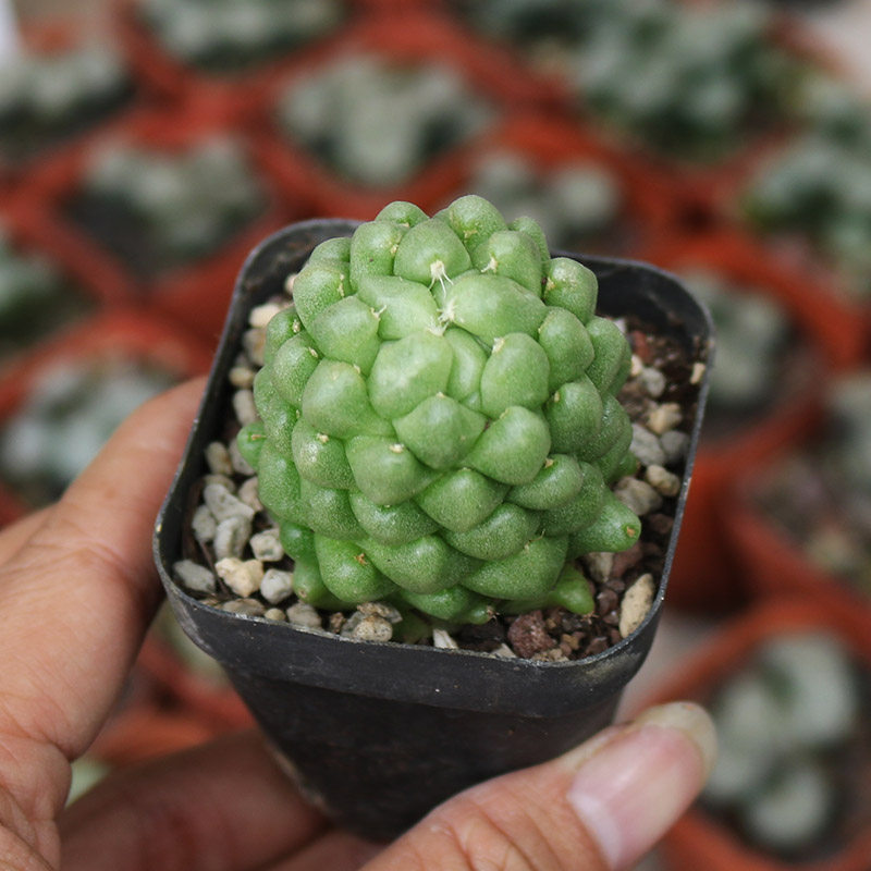 泰菊莲稀有仙人球菠萝释迦无刺美观仙人柱多肉办公室防辐射小盆栽