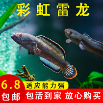 Watch Fish Rainbow Rayron Fish Assam Milk Tea Seven Colorful Ghost King Gold Glasses Snake Phantom Blue Sapphire Reyron