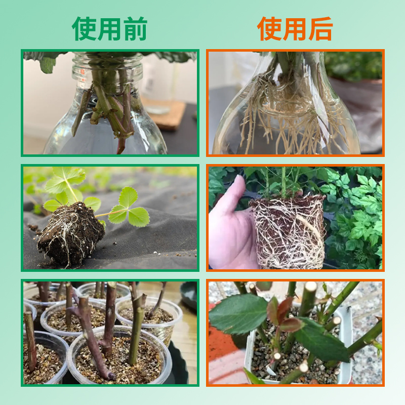 猛生根原液爆根壮苗剂生根药水扦插嫁接移植生根粉微生物菌剂肥料 - 图2