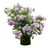 Садовый синий ливень Хайди, поднимая виноградную лозу, четыре сезона, четыре сезона, балкон -двор висят цветочные растения в горшках рассады цветов