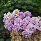 Садовый синий ливень Хайди, поднимая виноградную лозу, четыре сезона, четыре сезона, балкон -двор висят цветочные растения в горшках рассады цветов