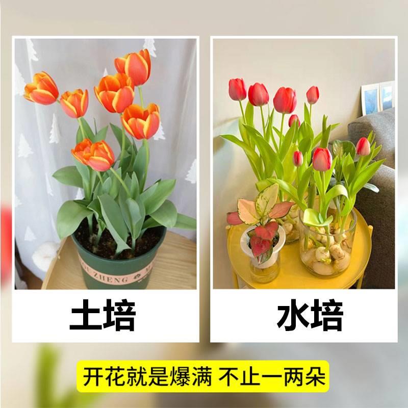 【5颗装】稀有重瓣荷兰郁金香种球鹦鹉新品当年开花卉盆栽 - 图2