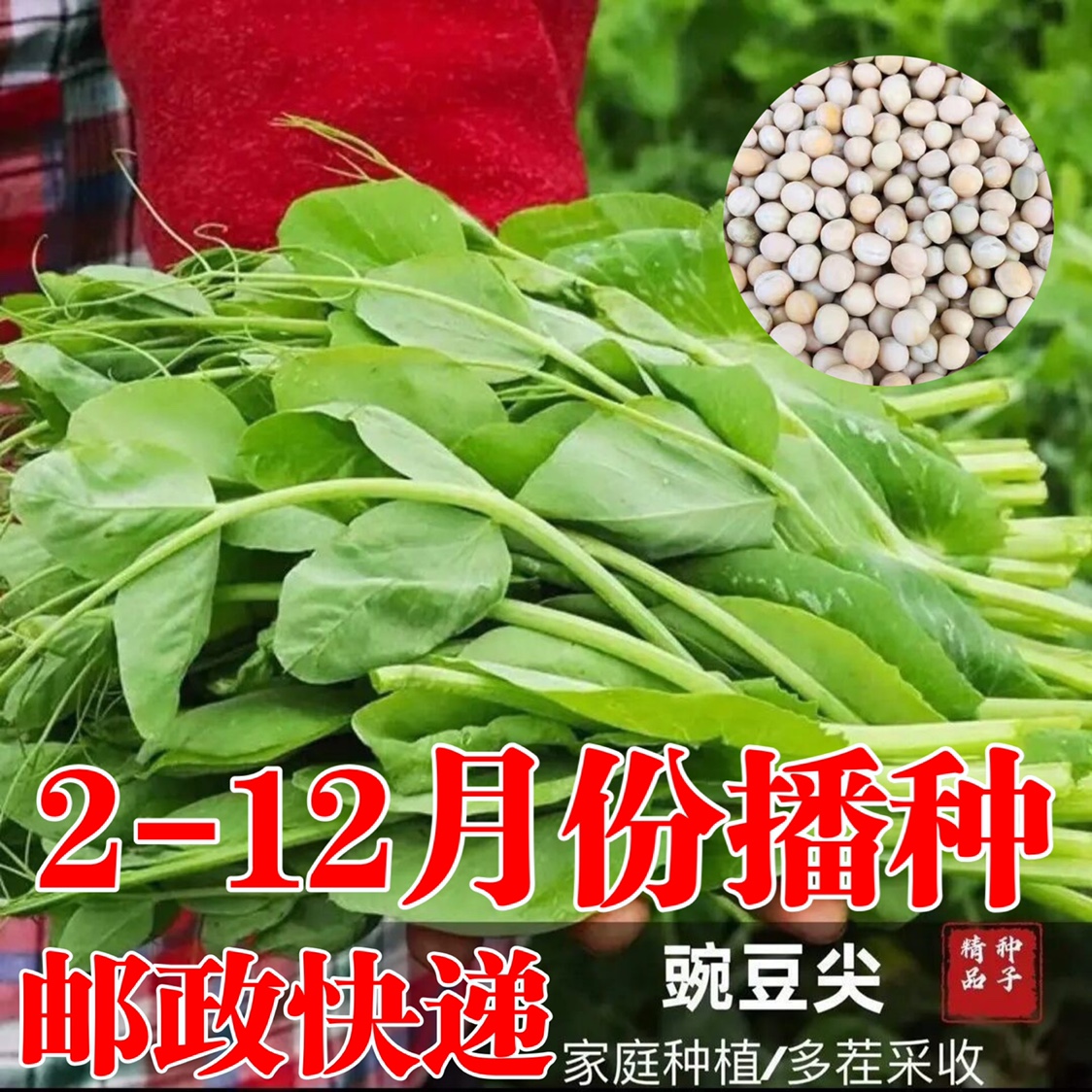 豌豆尖种子早熟高产多次采收豌豆苗豆芽菜种盆栽水培易种蔬菜种子 - 图0