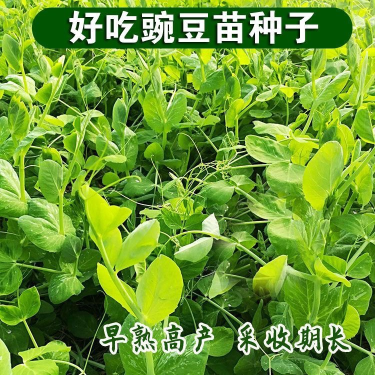 豌豆尖种子早熟高产多次采收豌豆苗豆芽菜种盆栽水培易种蔬菜种子 - 图2