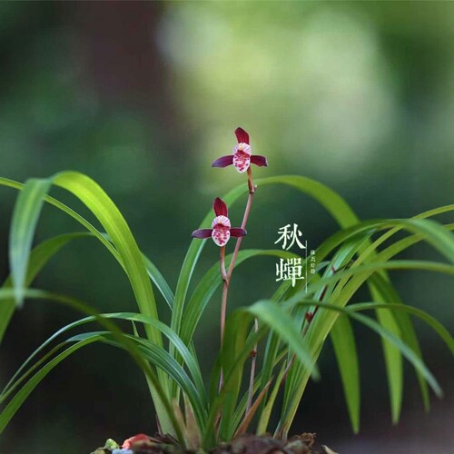 名贵建兰带花赤诚墨宝春雨彩虹皓雪大唐宫粉花仙子胭脂粉荷仙山红 - 图1