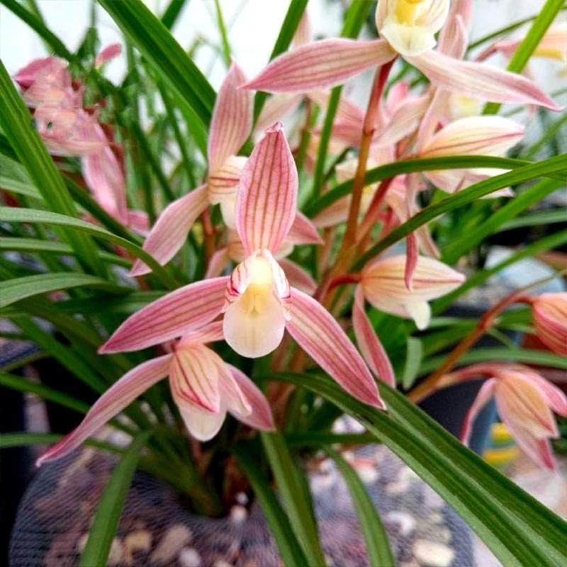 （假一赔十）人面桃花云南莲瓣兰彩素名品 勤花勤芽 易养高端名兰,淘宝优惠券,粉丝福利购,淘宝优惠卷