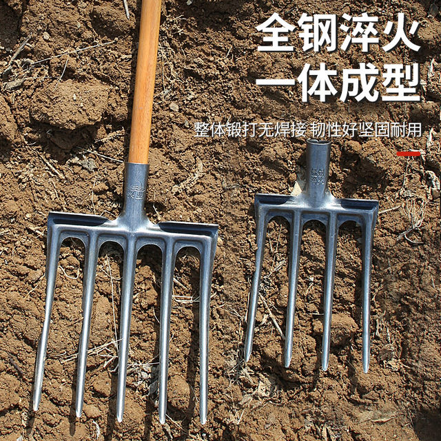 Agricultural ground turning and soil loosening artifact to dig red potatoes with steel fork