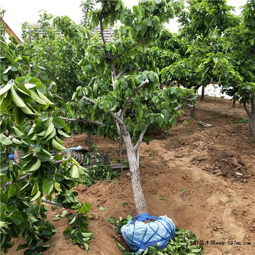 大梨树果苗带土秋月梨翠冠梨子苗盆地栽当年结果南方北方种植果树 - 图0