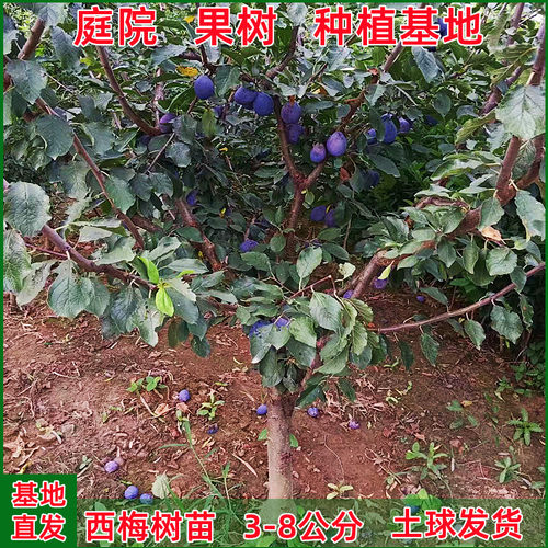 西梅树树苗特大庭院果树果苗盆栽地载南北方种植西梅苗树带土发货 - 图1