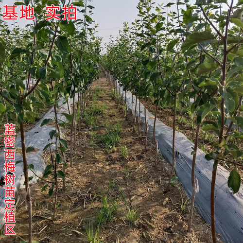西梅树树苗特大庭院果树果苗盆栽地载南北方种植西梅苗树带土发货 - 图0
