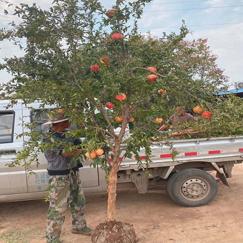 石榴树树苗庭院果树特大突尼斯软籽无籽盆栽地栽带土老庄石榴树苗 - 图2