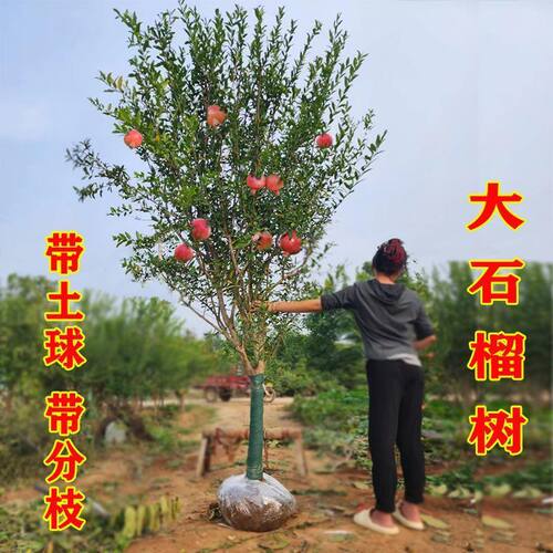 特大石榴树树苗庭院果树突尼斯软籽无籽甜盆栽地栽老桩石榴果树苗 - 图2