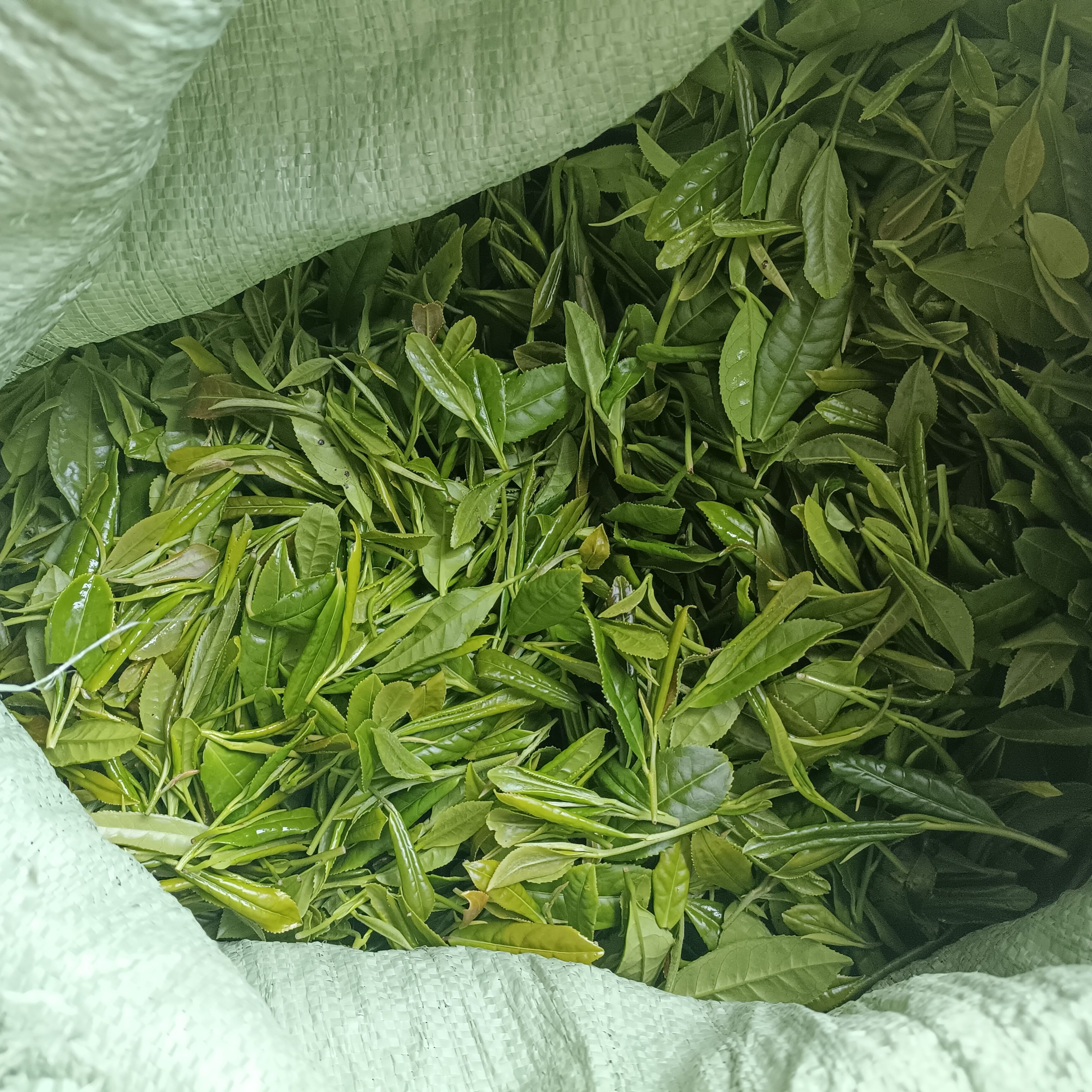 神雾岭茶新茶浓香型夏初绿茶散装250g厂家直销现装包邮-图2