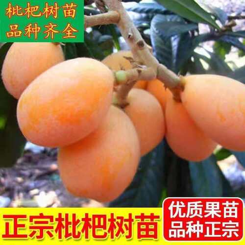 特大无核枇杷苗树砂糖大五星果树苗嫁接枇杷苗南北方种植当年结果 - 图2