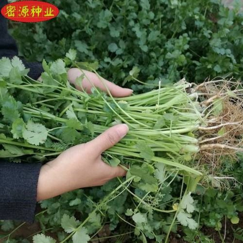 四季香菜种子老品种大小叶芫荽香菜蔬菜籽农田菜园可盆栽高产味香