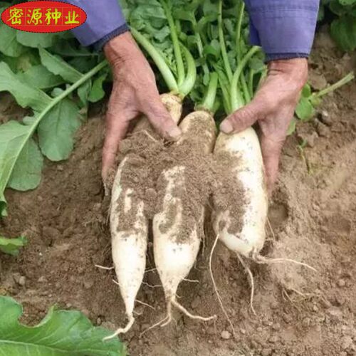 马耳早萝卜种子白萝卜菜籽冬瓜卜秋冬四季播早熟农家大田蔬菜种孑 - 图2