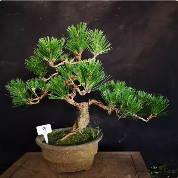 盆景造型五针松大阪松一物一拍四季常青盆栽,淘宝优惠券,粉丝福利购,淘宝优惠卷