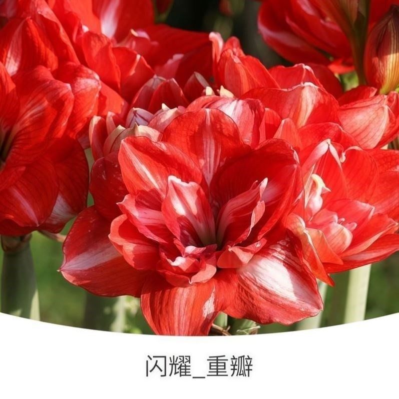 朱顶红蜡球好运封冬礼品开花蜡球客厅办公创意植物年宵花卉,淘宝优惠券,粉丝福利购,淘宝优惠卷