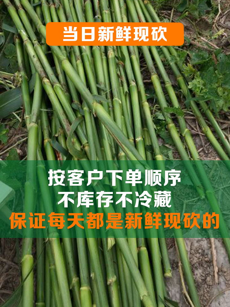 崇明甜芦粟,芦稷,南通_大山谷图库