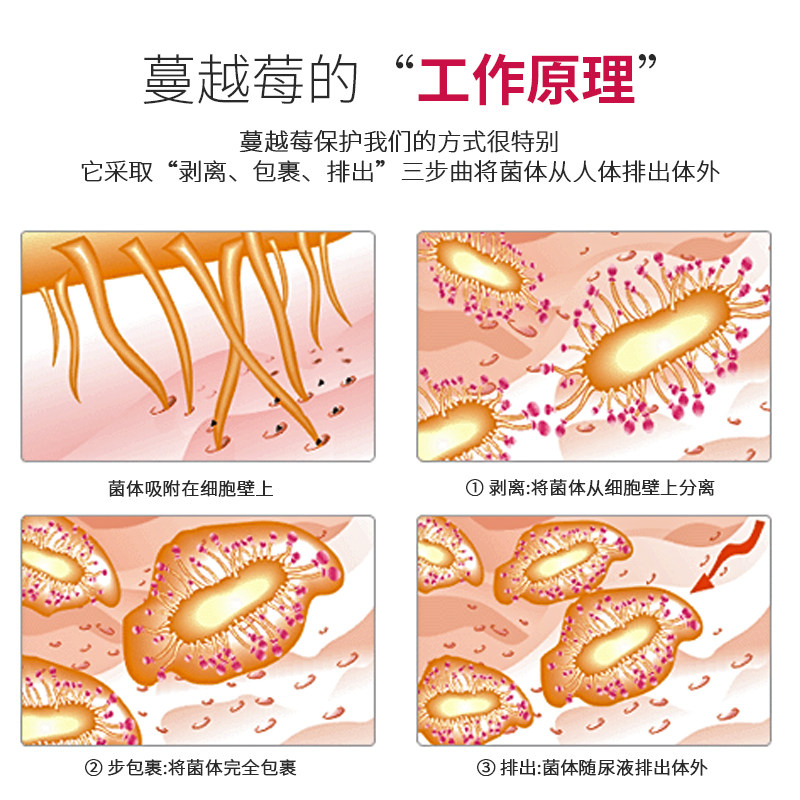 wedar薇达活性蔓越莓益生菌片女性 WEDAR海外蔓越莓