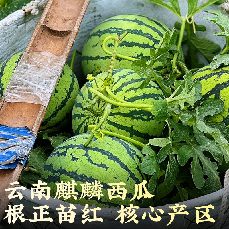 正宗麒麟8424西瓜新鲜水果云南美都无籽大当季现摘薄皮整箱甜冰糖,淘宝优惠券,粉丝福利购,淘宝优惠卷