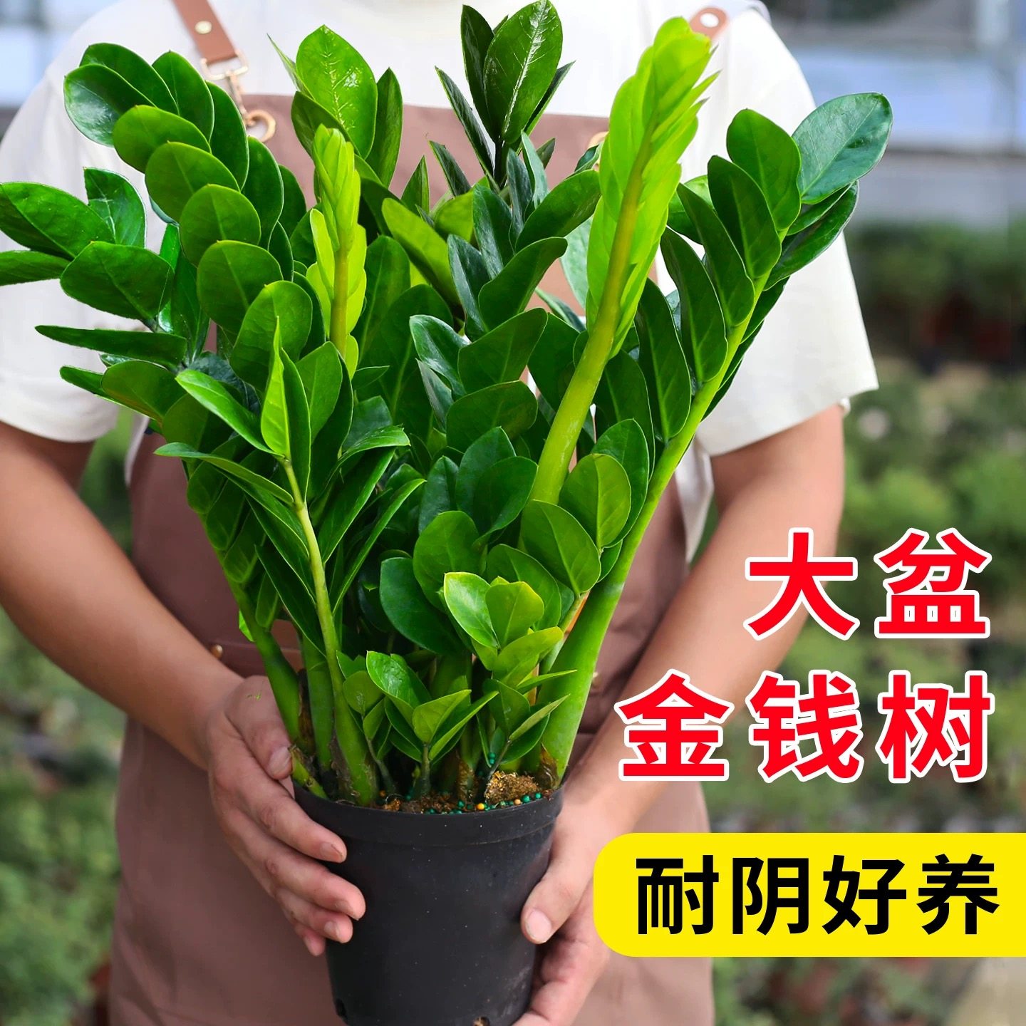 金钱树盆栽植物室内大绿植钱串子招财客厅四季常青发财树净化空气,淘宝优惠券,粉丝福利购,淘宝优惠卷