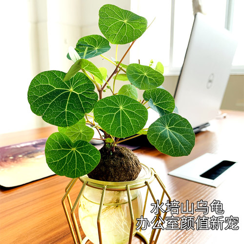 精选山乌龟爬藤植物金不换地不容红藤圆叶盆景水培千金藤多肉盆栽 - 图0
