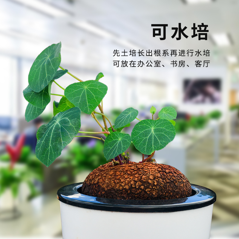 山乌龟植物红藤圆叶金不换绿植爬藤盆景防辐射吸甲醛观叶盆栽多肉 - 图2