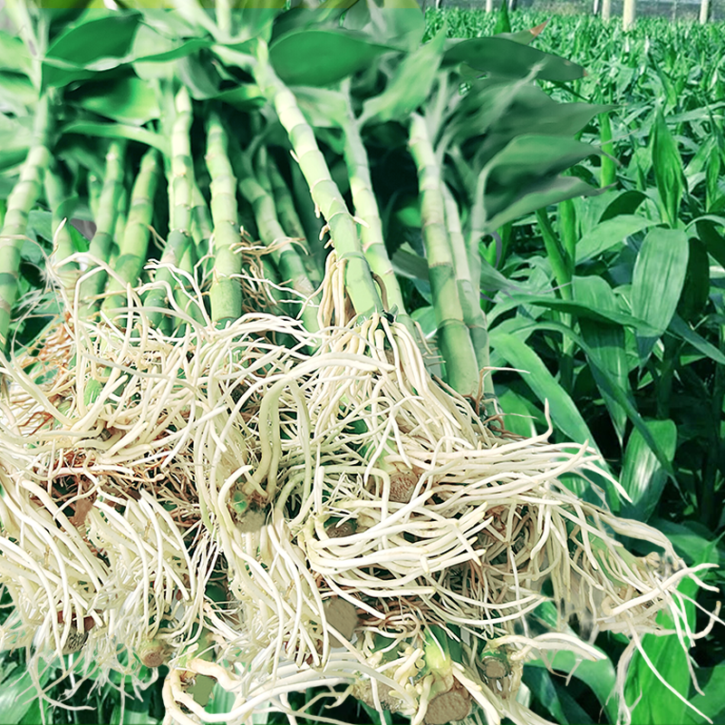 带根富贵竹水养客厅带根水培植物盆栽土易活大宽叶富贵竹粗竹加粗,淘宝优惠券,粉丝福利购,淘宝优惠卷