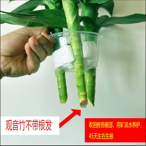 观音竹水培植物带根富贵竹子绿萝发财树绿植室内盆栽客厅好养四季 - 图1